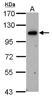 OSBPL6 Antibody - Sample (30 ug of whole cell lysate). A: U87-MG. 7.5% SDS PAGE. OSBPL6 antibody diluted at 1:1000.