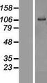 OSBPL6 Protein - Western validation with an anti-DDK antibody * L: Control HEK293 lysate R: Over-expression lysate