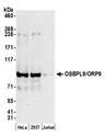 OSBPL9 Antibody - Detection of human OSBPL9/ORP9 by western blot. Samples: Whole cell lysate (50 µg) from HeLa, HEK293T, and Jurkat cells prepared using NETN lysis buffer. Antibody: Affinity purified rabbit anti-OSBPL9/ORP9 antibody used for WB at 0.1 µg/ml. Detection: Chemiluminescence with an exposure time of 3 minutes.