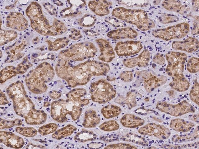 OSBPL9 Antibody - Immunochemical staining of human OSBPL9 in human kidney with rabbit polyclonal antibody at 1:500 dilution, formalin-fixed paraffin embedded sections.