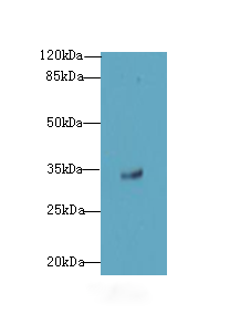OSER1 / C20orf111 Antibody - Western blot. All lanes: OSER1 antibody at 3 ug/ml+Mos- liver tissue Goat polyclonal to rabbit at 1:10000 dilution. Predicted band size: 32 kDa. Observed band size: 32 kDa.