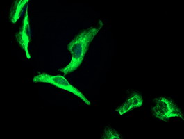 OSGEP Antibody - Immunofluorescent staining of HeLa cells using anti-OSGEP mouse monoclonal antibody.