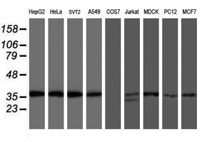 OSGEP Antibody - Western blot of extracts (35 ug) from 9 different cell lines by using anti-OSGEP monoclonal antibody.