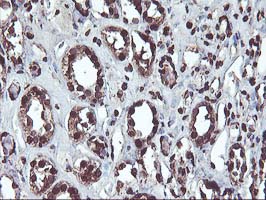 OSGEP Antibody - IHC of paraffin-embedded Human Kidney tissue using anti-OSGEP mouse monoclonal antibody.