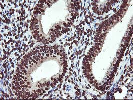 OSGEP Antibody - IHC of paraffin-embedded Human endometrium tissue using anti-OSGEP mouse monoclonal antibody.
