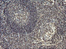 OSGEP Antibody - IHC of paraffin-embedded Human tonsil using anti-OSGEP mouse monoclonal antibody.