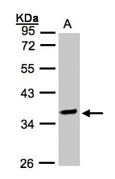 OSGEP Antibody - Sample (30 ug whole cell lysate). A: Raji . 10% SDS PAGE. OSGEP antibody diluted at 1:2000