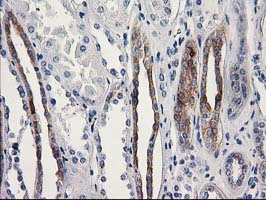 OSGEP Antibody - IHC of paraffin-embedded Human Kidney tissue using anti-OSGEP mouse monoclonal antibody.