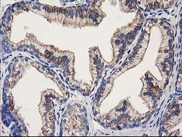 OSGEP Antibody - IHC of paraffin-embedded Human prostate tissue using anti-OSGEP mouse monoclonal antibody.