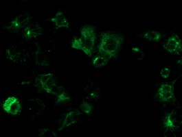 OSGEP Antibody - Anti-OSGEP mouse monoclonal antibody immunofluorescent staining of COS7 cells transiently transfected by pCMV6-ENTRY OSGEP.