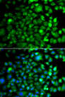 OSGEP Antibody - Immunofluorescence analysis of A549 cells.