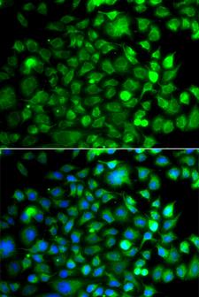 OSGEP Antibody - Immunofluorescence analysis of A549 cells.