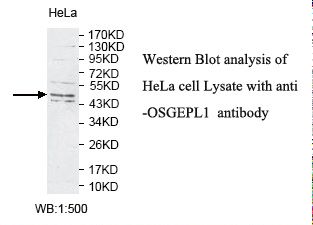 OSGEPL1 Antibody