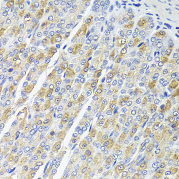 OSGEPL1 Antibody - Immunohistochemistry of paraffin-embedded mouse stomach tissue.