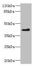 OSGEPL1 Antibody - Western blot All Lanes: OSGEPL1 antibody at 2.35ug/ml+ U251 whole cell lysate Goat polyclonal to rabbit at 1/10000 dilution Predicted band size: 46,40,33 kDa Observed band size: 45 kDa
