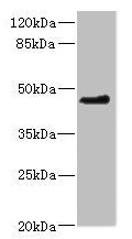 OSGEPL1 Antibody - Western blot All lanes: OSGEPL1 antibody at 2.35µg/ml + U251 whole cell lysate Secondary Goat polyclonal to rabbit IgG at 1/10000 dilution Predicted band size: 46, 40, 33 kDa Observed band size: 46 kDa