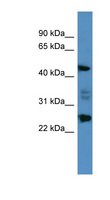 OSGIN2 Antibody - OSGIN2 antibody Western blot of HepG2 cell lysate.  This image was taken for the unconjugated form of this product. Other forms have not been tested.