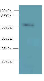OSGIN2 Antibody - Western blot. All lanes: OSGIN2 antibody at 0.8 ug/ml+ HepG-2 whole cell lysate Goat polyclonal to rabbit at 1:10000 dilution. Predicted band size: 57 kDa. Observed band size: 57 kDa.