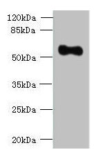 OSGIN2 Antibody - Western blot All lanes: OSGIN2 antibody at 0.8µg/ml + HepG2 whole cell lysate Secondary Goat polyclonal to rabbit IgG at 1/10000 dilution Predicted band size: 57, 62 kDa Observed band size: 57 kDa