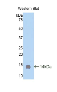 OSM / Oncostatin M Antibody - Western blot of recombinant OSM / Oncostatin M.  This image was taken for the unconjugated form of this product. Other forms have not been tested.