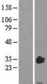 OSM / Oncostatin M Protein - Western validation with an anti-DDK antibody * L: Control HEK293 lysate R: Over-expression lysate