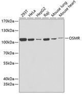 OSMR / IL-31R-Beta Antibody - Western blot analysis of extracts of various cell lines using OSMR Polyclonal Antibody at dilution of 1:1000.