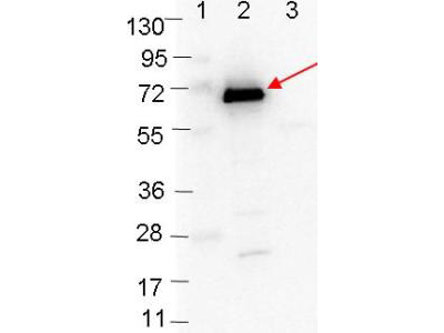 OspC Antibody - Western blot showing detection of 0.1 µg of recombinant OspC protein. Lane 1: Molecular weight markers. Lane 2: MBP-OspC fusion protein (arrow; expected MW: 63.1 kDa). Lane 3: MBP alone. Protein was run on a 4-20% gel, then transferred to 0.45 µm nitrocellulose. After blocking with 1% BSA-TTBS overnight at 4°C, primary antibody was used at 1:1000 at room temperature for 30 min. HRP-conjugated Goat-Anti-Rabbit secondary antibody was used at 1:40,000 in MB-070 blocking buffer and imaged on the VersaDoc MP 4000 imaging system (Bio-Rad).