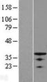 OSR1 Protein - Western validation with an anti-DDK antibody * L: Control HEK293 lysate R: Over-expression lysate