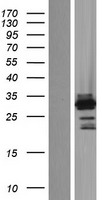 OSR2 Protein - Western validation with an anti-DDK antibody * L: Control HEK293 lysate R: Over-expression lysate