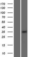 OSR2 Protein - Western validation with an anti-DDK antibody * L: Control HEK293 lysate R: Over-expression lysate