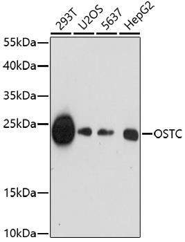 OSTC Antibody - Western blot analysis of extracts of various cell lines using OSTC Polyclonal Antibody at dilution of 1:1000.