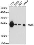 OSTC Antibody - Western blot analysis of extracts of various cell lines using OSTC Polyclonal Antibody at dilution of 1:1000.