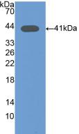 Osteocalcin Antibody - Western Blot; Sample: Recombinant Osteocalcin, Mouse.