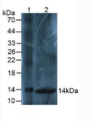 Osteocalcin Antibody - Western Blot; Sample: Lane1: Mouse Liver Tissue; Lane2: Mouse Spinal Cord Tissue.