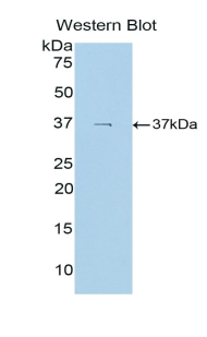 Osteocalcin Antibody - Western blot of recombinant Osteocalcin.  This image was taken for the unconjugated form of this product. Other forms have not been tested.