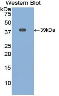 Osteocalcin Antibody - Western blot of recombinant Osteocalcin.  This image was taken for the unconjugated form of this product. Other forms have not been tested.
