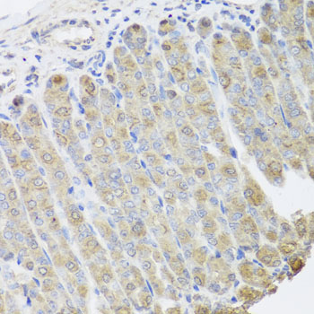 Osteocalcin Antibody - Immunohistochemistry of paraffin-embedded mouse stomach tissue.