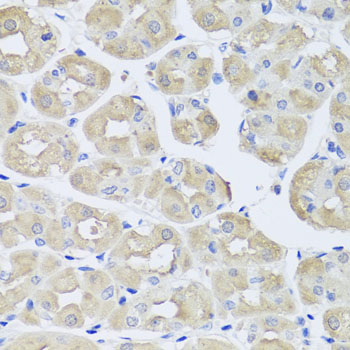 Osteocalcin Antibody - Immunohistochemistry of paraffin-embedded human stomach tissue.