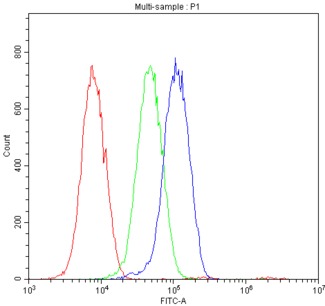 Osteocalcin Antibody - Flow Cytometry analysis of L6 cells using anti-Osteocalcin antibody. Overlay histogram showing L6 cells stained with anti-Osteocalcin antibody (Blue line). The cells were blocked with 10% normal goat serum. And then incubated with rabbit anti-Osteocalcin Antibody (1µg/10E6 cells) for 30 min at 20°C. DyLight®488 conjugated goat anti-rabbit IgG (5-10µg/10E6 cells) was used as secondary antibody for 30 minutes at 20°C. Isotype control antibody (Green line) was rabbit IgG (1µg/10E6 cells) used under the same conditions. Unlabelled sample (Red line) was also used as a control.