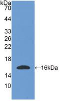 Osteoglycin / Mimecan Antibody - Western Blot; Sample: Recombinant OGN, Mouse.