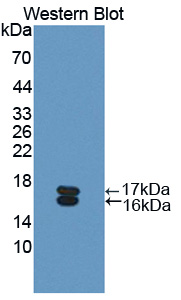 Osteoglycin / Mimecan Antibody