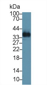 Osteoglycin / Mimecan Antibody