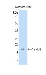 Osteoglycin / Mimecan Antibody - Western blot of recombinant Osteoglycin / Mimecan.  This image was taken for the unconjugated form of this product. Other forms have not been tested.