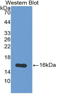 Osteoglycin / Mimecan Antibody - Western blot of recombinant Osteoglycin / Mimecan.  This image was taken for the unconjugated form of this product. Other forms have not been tested.