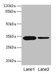 Osteoglycin / Mimecan Antibody - Western blot All lanes: Mimecan antibody at 14µg/ml Lane 1: Rat liver tissue Lane 2: 293T whole cell lysate Secondary Goat polyclonal to rabbit IgG at 1/10000 dilution Predicted band size: 34 kDa Observed band size: 34 kDa