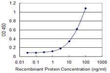 Osteoglycin / Mimecan Antibody - Detection limit for recombinant GST tagged OGN is 0.3 ng/ml as a capture antibody.