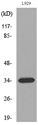 Osteoglycin / Mimecan Antibody - Western blot analysis of lysate from L929 cells, using OGN Antibody.