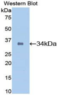 Osteonectin / SPARC Antibody - Western blot of recombinant Osteonectin / SPARC.  This image was taken for the unconjugated form of this product. Other forms have not been tested.