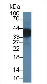 Osteonectin / SPARC Antibody - Western Blot; Sample: Mouse Lung lysate; Primary Ab: 1µg/ml Rabbit Anti-Mouse ON Antibody Second Ab: 0.2µg/mL HRP-Linked Caprine Anti-Rabbit IgG Polyclonal Antibody