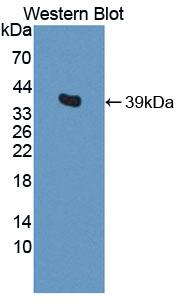 Osteonectin / SPARC Antibody - Western Blot; Sample: Recombinant protein.